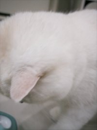 🐱賣場都是現貨/不需多帶