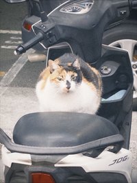 CYJ