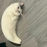 彭彭