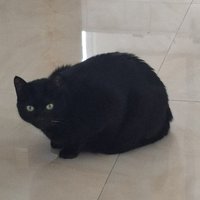 黑貓老闆好累好累好累