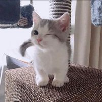 🦈（下單前看介紹/自介）