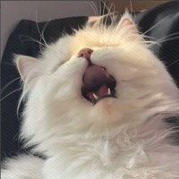 朴彩英的cat