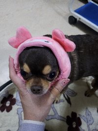 萬斯汪汪汪