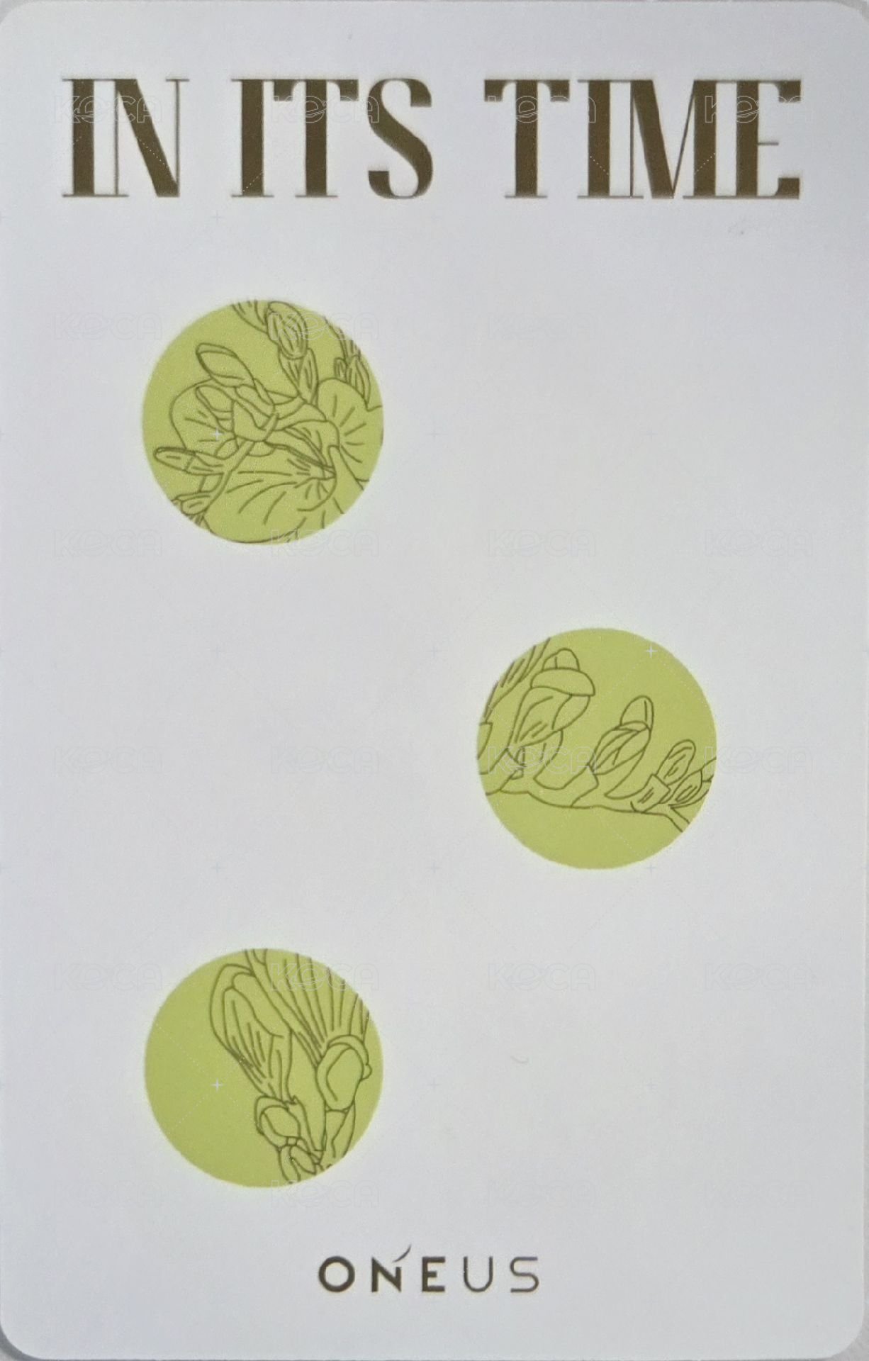 單一 專輯卡  背面