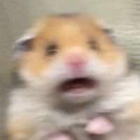 mocchi