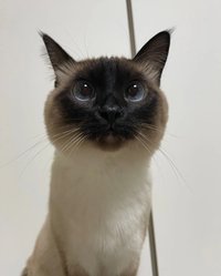 空專（兩個版本都有）（無小卡）