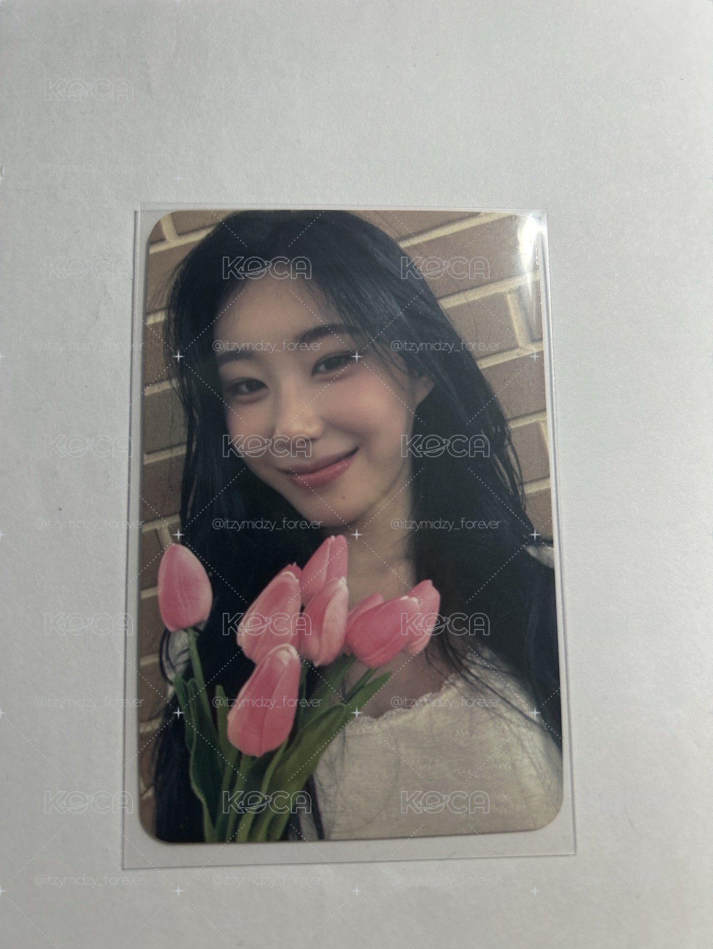 itzy 鬱金香領