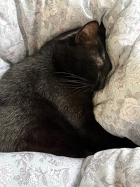 🐈‍⬛