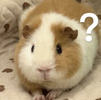 鼠星星鼠到睡著🐹