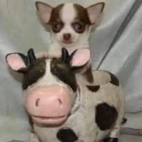 nana (3/27後出貨）