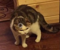 nn___