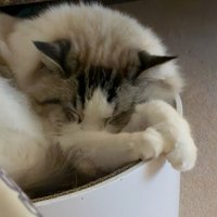 有錢人請來買卡