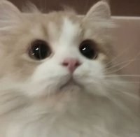 uu