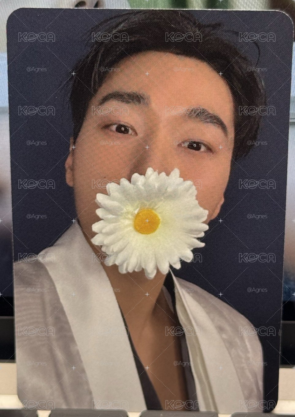 咬花傘