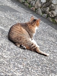 喵仔
