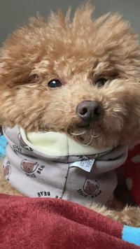 蓬蓬