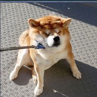 asasasa