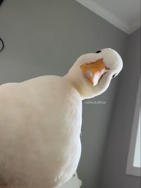 淼淼