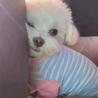 炸蝦蛋糕ㄹ(3/24-31不出貨)