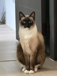 麥香魚