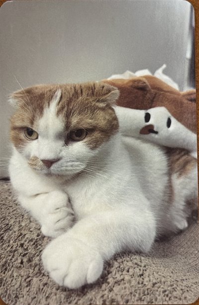 輝人 勾某面紙套卡