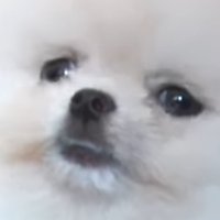 溺愛圭寶（4週年影片看到流淚ver.）