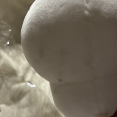 吉伊卡哇 熊皮揣手吉伊&小八