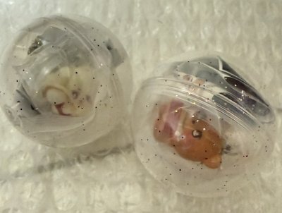 扭蛋 嘿夢 鍾熊