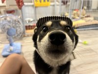 阿泰