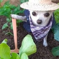 何意味（假日出貨）