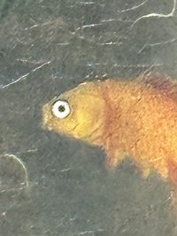 Luuuuuuf