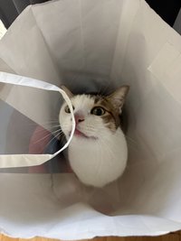 蔡寶啦