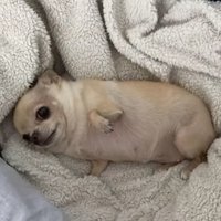 摳尼吉襪