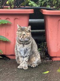 Barbado