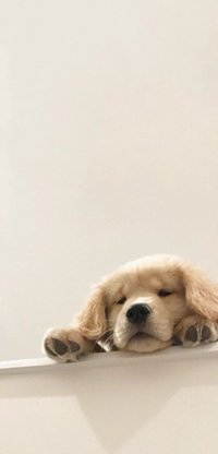 Gyuuu