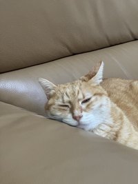 부기