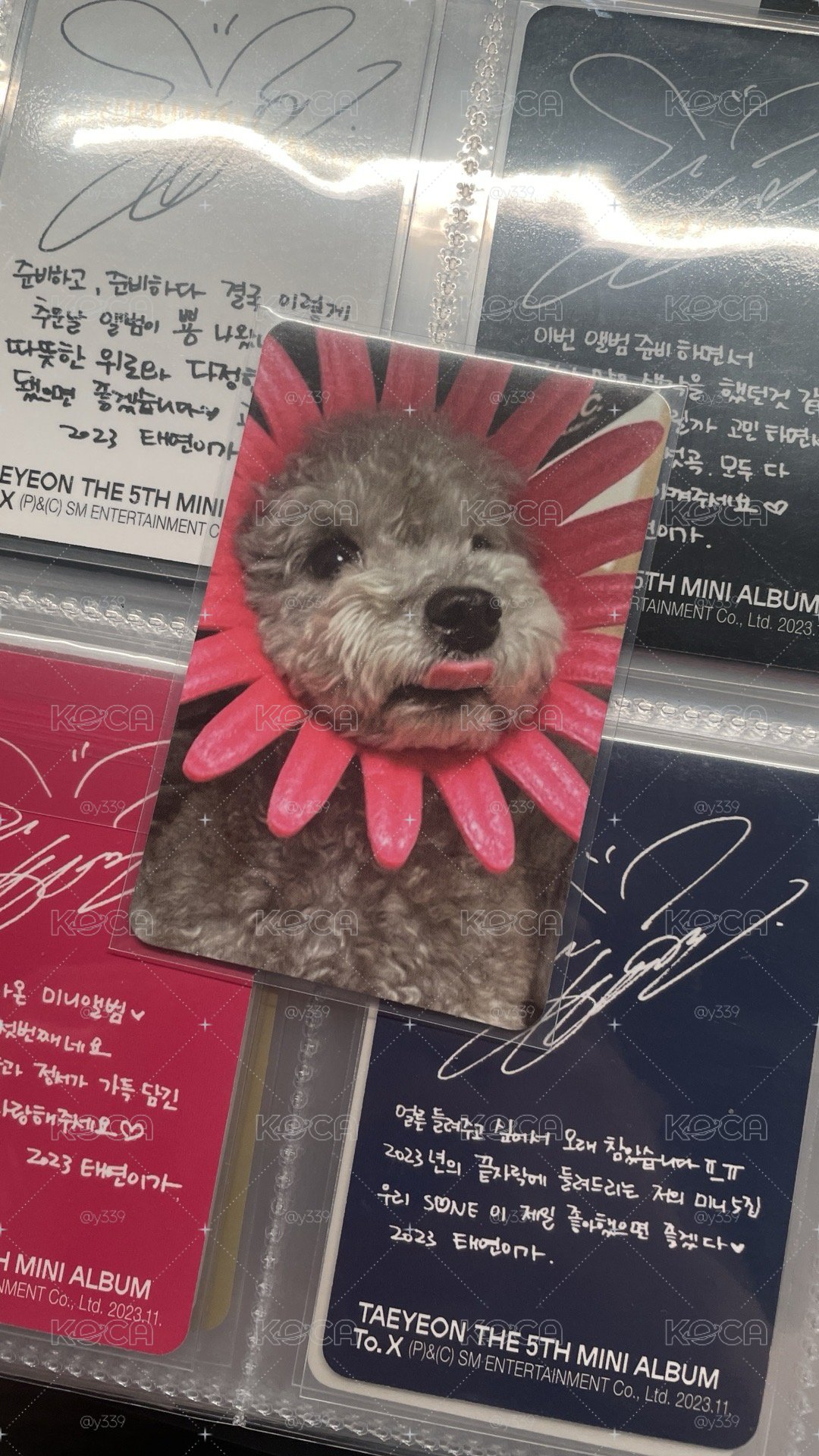 INVU狗狗卡