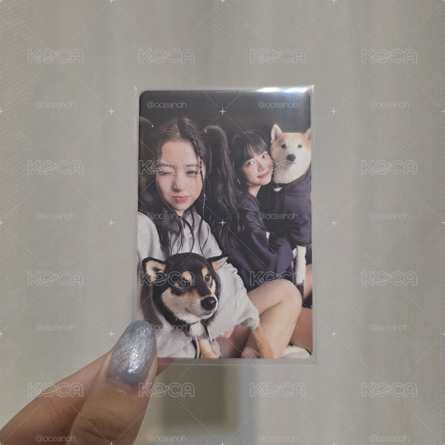 狗狗允採