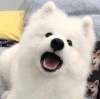 臻