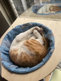 pizzabon