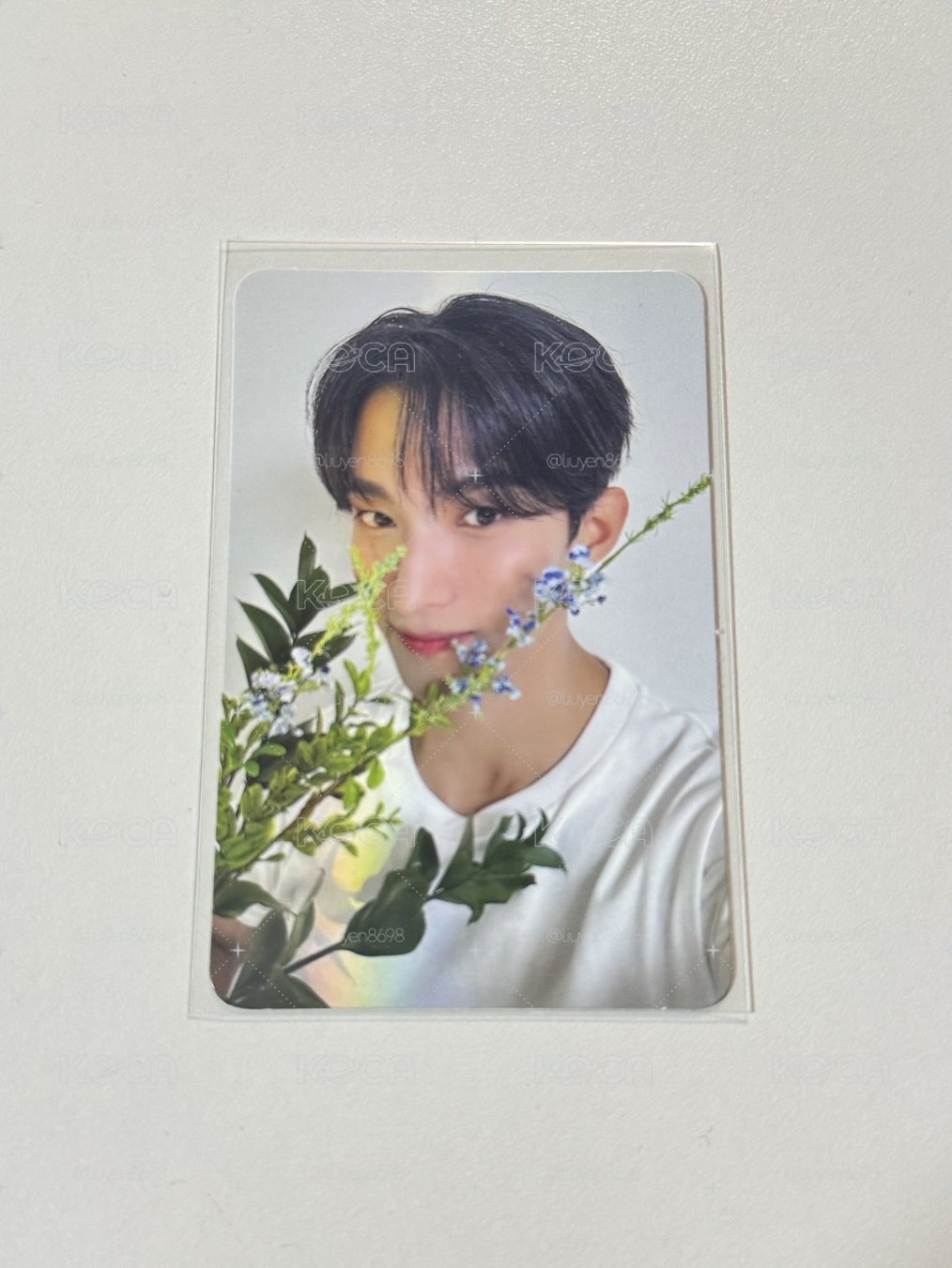 碩 精選專 專輯卡 CARAT ver.