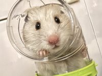 bonbon