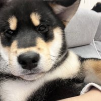 kiki