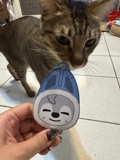 貓貓很喜歡的小扇子