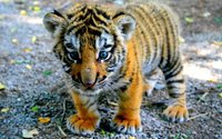cutetiger