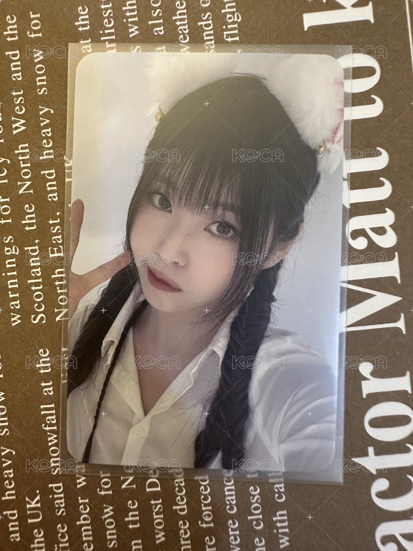 白貓圭