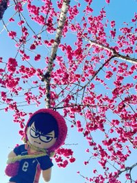 藍莓