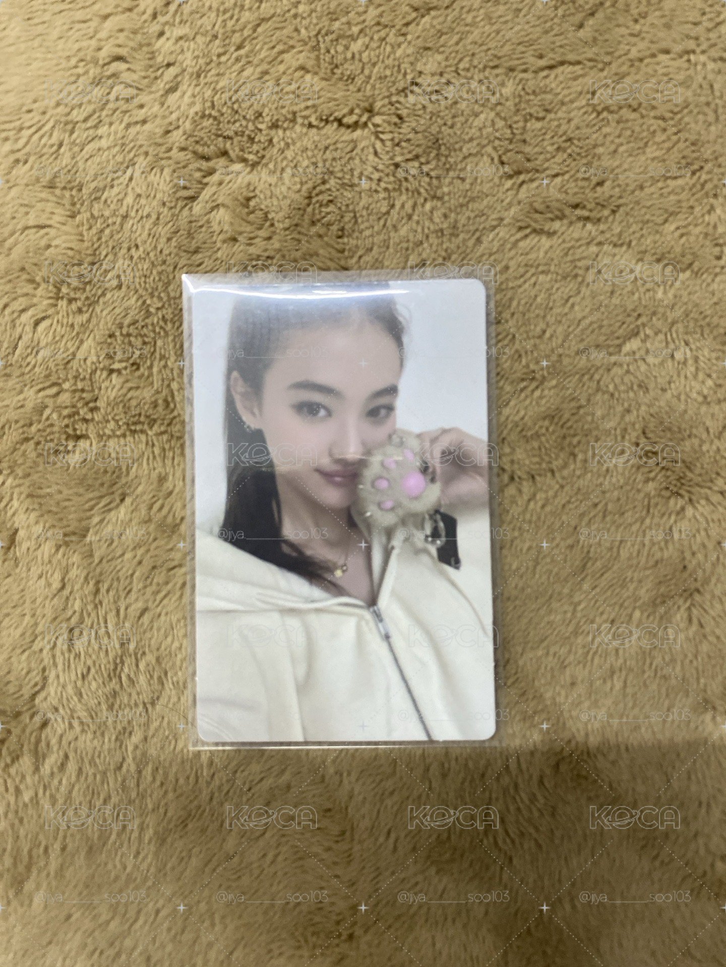 貓掌專卡