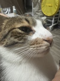 麥兜