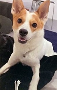 TWO RABBITS SPECIAL  專輯卡 